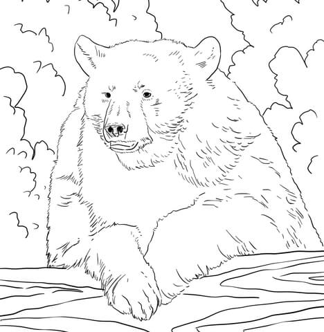 American Black Bear Portrait Coloring Page